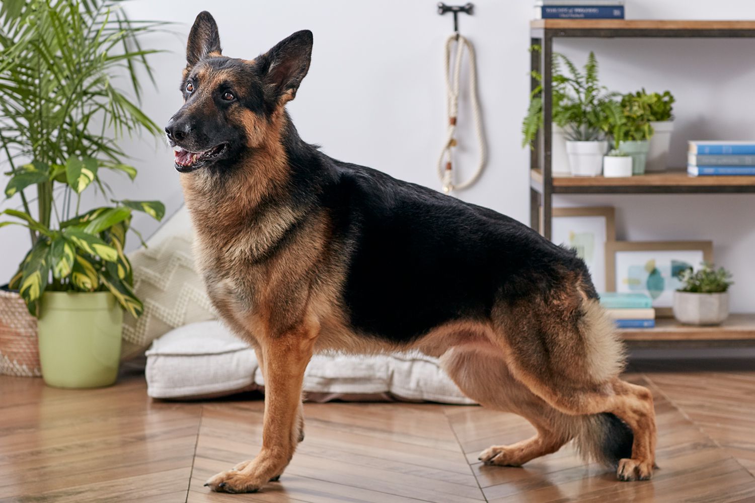 German Shepherd Dog Breeders: The Ultimate Guide